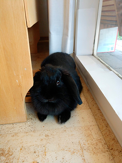A black bunny lies on a cork floor.