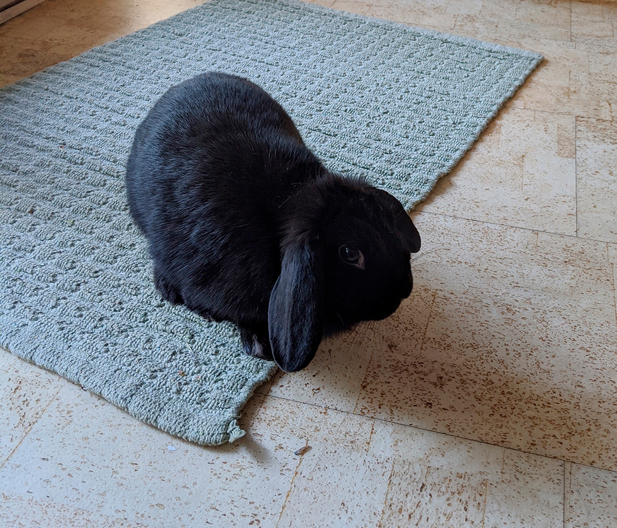 Remy, a recently adopted black lop bunny.