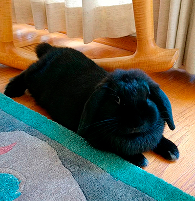 A black bunny lies on a hardwood floor.
