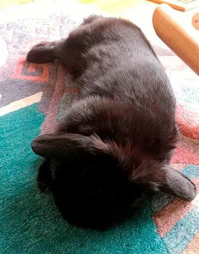 A black bunny is lying on a carpet and sleeping.