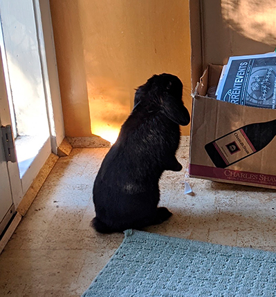 A black bunny stands up on her hind legs.